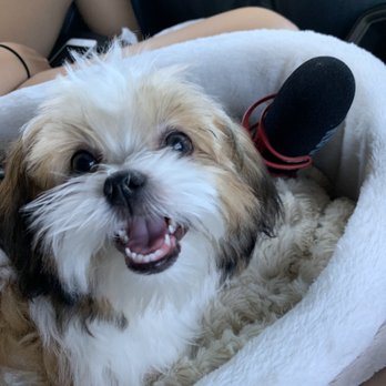 Miss Daisy Pet Grooming - Our happy boy - Pet Groomers Near Me - Phoenix, Arizona Miss Daisy Pet Grooming - Our happy boy - Pet Groomers Near Me - Phoenix, Arizona