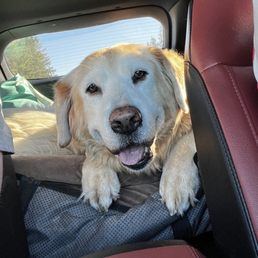 My Senior golden