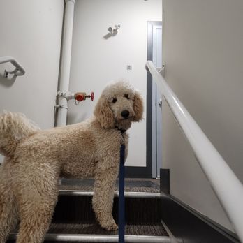 Doggy Doolil Daycare - Pet Training Near Me - Surrey, British Columbia Doggy Doolil Daycare - Pet Training Near Me - Surrey, British Columbia