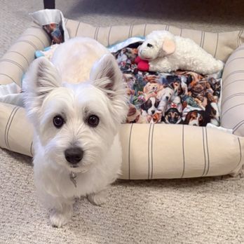 D's Pet Spa - Pet Groomers Near Me
