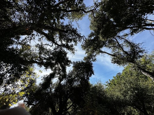 Bob Jones Trail Head by null