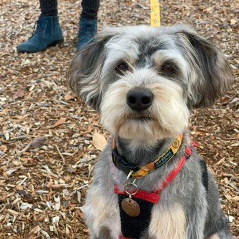 PN Dog Groomer - Pet Services Near Me - Naperville, Illinois PN Dog Groomer - Pet Services Near Me - Naperville, Illinois