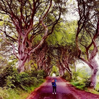 The Dark Hedges - Getting the shots - Landmarks & Historical Buildings Near Me - Antrim, BLY The Dark Hedges - Getting the shots - Landmarks & Historical Buildings Near Me - Antrim, BLY