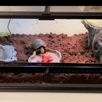 Hewitt Reptile Emporium - Entire  enclosure with new hidey hole and water bowl. - Reptile Shops Near Me - Everett, Washington