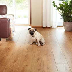 Amigo's Carpet & Flooring - Balterio Laminate Flooring... Your dog will be happy!
