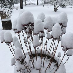 Vanderpool Campground - Snow flowers