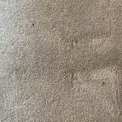Citrus-O Carpet Care - Downstairs family room carpet