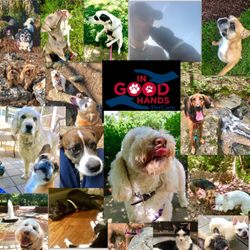 In good hands pet sitters - Bringing joy to them all!