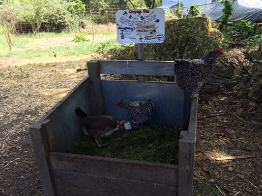 Edible Schoolyard Berkeley by null