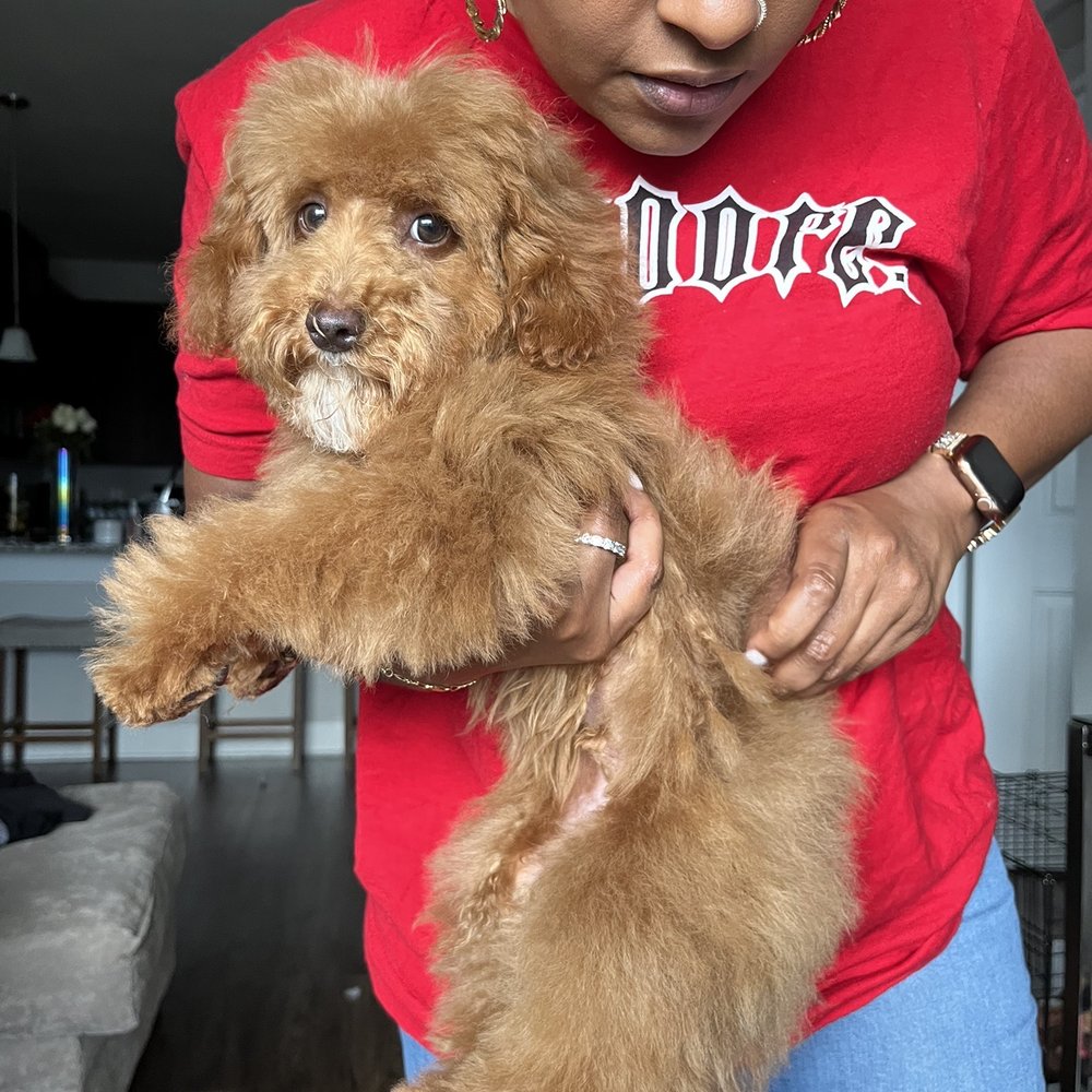 PetSmart - knots found once we got home. (extra detangling fee where??????) - Pet Stores Near Me - Smyrna, Georgia