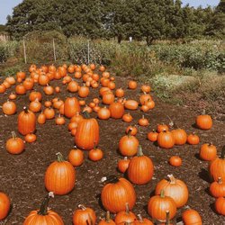 Amber Waves - Pumpkins