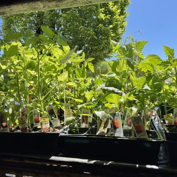 33rd Plants & Flowers - Spring veggie starts: zucchini, cucumber, tomatoes, lettuce, kale, eggplant, corn, peas, beans, etc - Florists Near Me - Vancouver, British Columbia 33rd Plants & Flowers - Spring veggie starts: zucchini, cucumber, tomatoes, lettuce, kale, eggplant, corn, peas, beans, etc - Florists Near Me - Vancouver, British Columbia