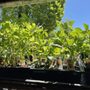 Photo of 33rd Plants & Flowers