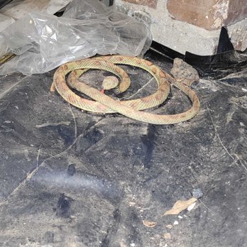 Nextgen Pest Solutions - Found this under your home? You're not alone. Snakes love dark crawl spaces--call us for safe and humane removal. - Pest Control Near Me - West Palm Beach, Florida Nextgen Pest Solutions - Found this under your home? You're not alone. Snakes love dark crawl spaces--call us for safe and humane removal. - Pest Control Near Me - West Palm Beach, Florida