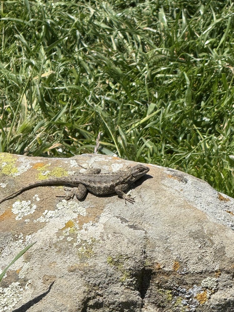Vargas Plateau Regional Park - equestrian in Fremont, CA