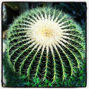 Foto zu Tropengewächshäuser des Botanischen Gartens - Hamburg, Deutschland. Das fiese Kaktus Moped