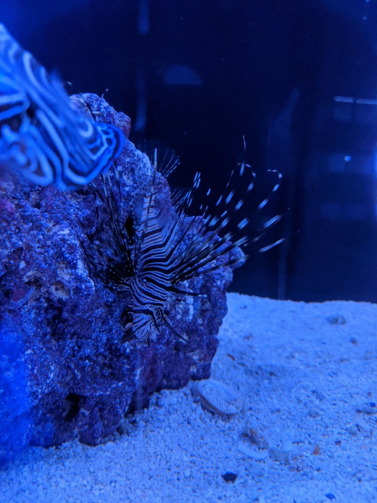 ARTISTIC AQUARIUMS 81 Photos & 47 Reviews 590 N Alma School Rd