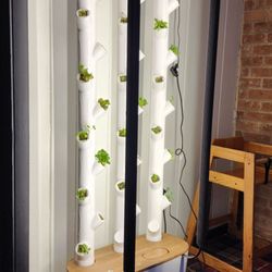 Burger Naan - Cool plant grower towards the back of the restaurant. Not sure what its growing.