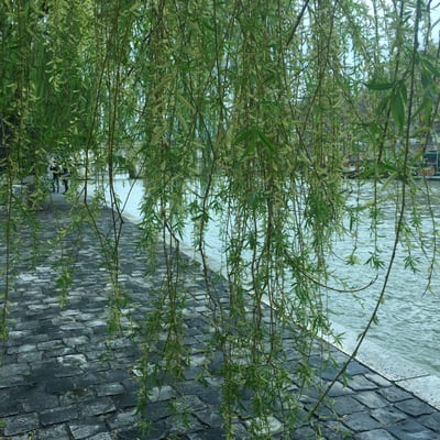 Square du Vert-Galant by null