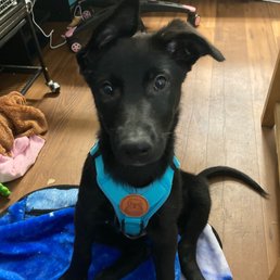 My 14 week old Hedy, who loves puppy class. My 14 week old Hedy, who loves puppy class.