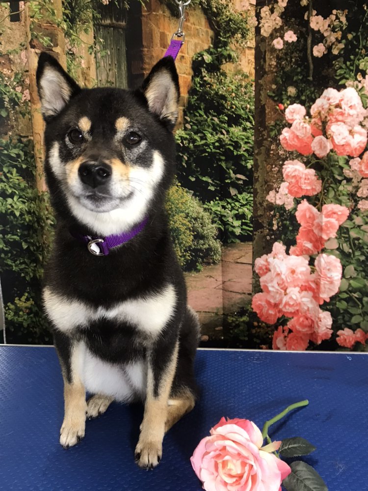 The Super Groomer - pet boarding facility in Prattville Al, AL