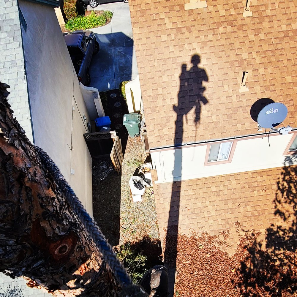 TREES & TIMBER Updated August 2024 49 Photos San Jose, California