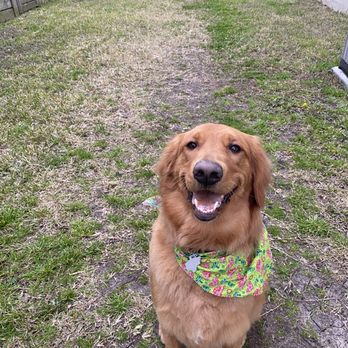 Adorable Grooms - Pet Groomers Near Me - Dallas, Texas Adorable Grooms - Pet Groomers Near Me - Dallas, Texas