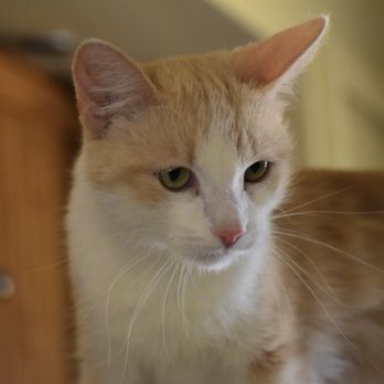 The Barn House - Pet Adoption Near Me
