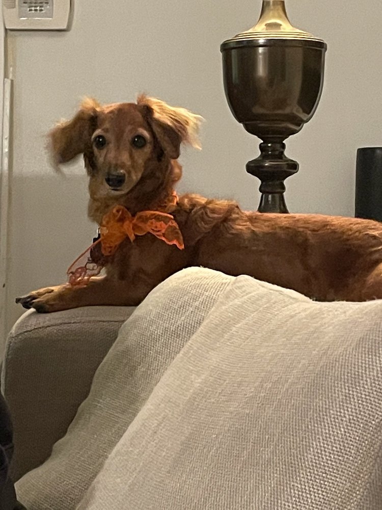 BEVERLY PETPRIDE PROFESSIONAL GROOMING Updated August 2024 16