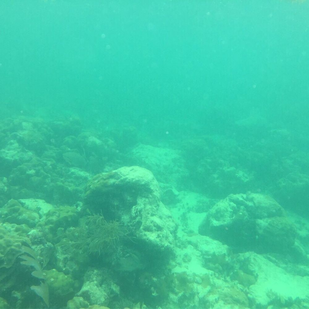 Allergic To Land Charters - Snorkeling Near Me - Islamorada, Florida