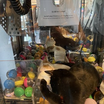 The Catcade - Vending machine cats - Animal Shelters Near Me - Chicago, Illinois The Catcade - Vending machine cats - Animal Shelters Near Me - Chicago, Illinois