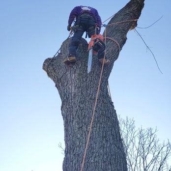 Flores Tree Services & Landscaping - Flores Tree Service - Landscaping Near Me - Warminster, Pennsylvania Flores Tree Services & Landscaping - Flores Tree Service - Landscaping Near Me - Warminster, Pennsylvania