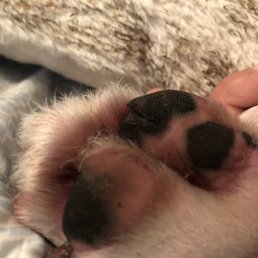 paw pad is completely cut open