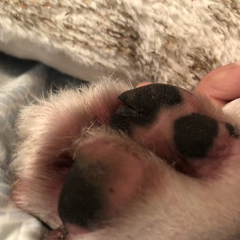 freeDOGm - paw pad is completely cut open - Pet Training Near Me - Miami, Florida
