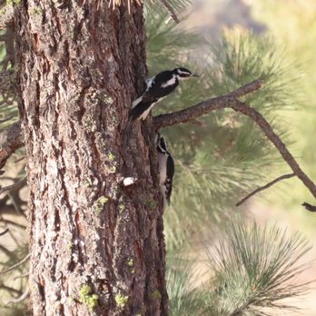 Portola Riverwalk - Hairy Woodpeckers on a trailside tree trunk - Parks Near Me - Portola, California Portola Riverwalk - Hairy Woodpeckers on a trailside tree trunk - Parks Near Me - Portola, California