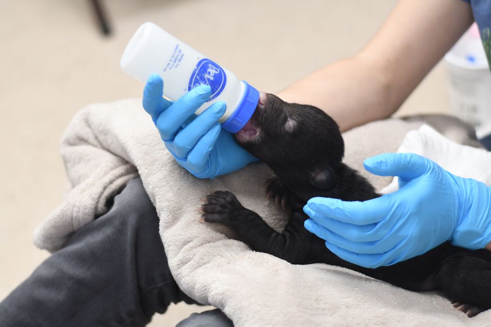 PAWS Wildlfe Center - social services organization in Snohomish, WA