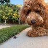 Woof Academy gift card