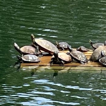 Vietnam Veterans Park - Most turtles I've ever seen in one place. - Parks Near Me - Concord, North Carolina Vietnam Veterans Park - Most turtles I've ever seen in one place. - Parks Near Me - Concord, North Carolina