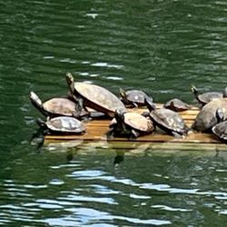 Vietnam Veterans Park - Most turtles I've ever seen in one place.