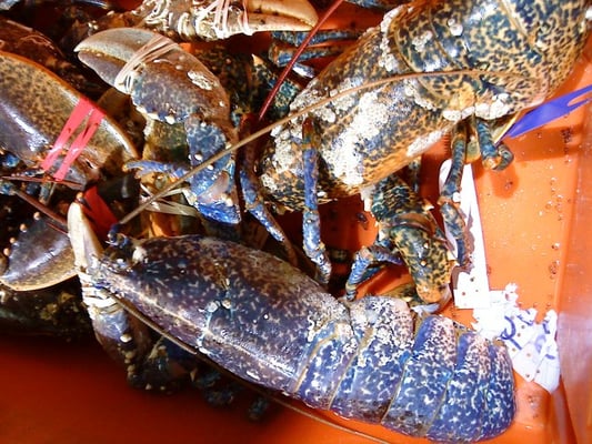 Billingsgate Market by null