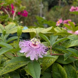 LaGuardia Corner Gardens