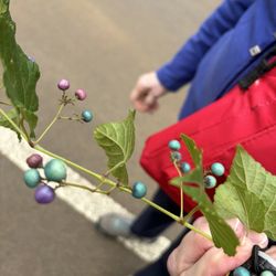 Cave Hill Cemetery - Porcelain berry vine -- October 2026