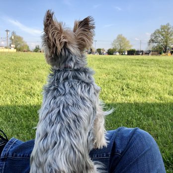 The Bark Park & Patio - a dog sitting on a person's lap - Dog Parks Near Me - Florence, Kentucky