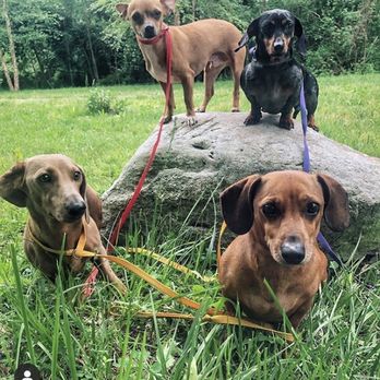 Sally's Way Dog Services - Pet Training Near Me - Alexandria, Virginia