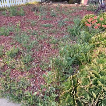 HMR Property Management - Weeds overgrown after no yard service for months - Property Management Near Me - Montclair, California