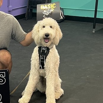 Karma Dog Training - Doggo - Pet Training Near Me