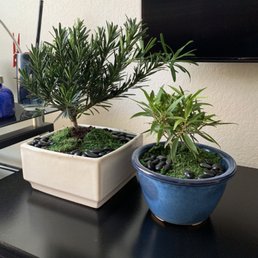 Bonsai family Bonsai family