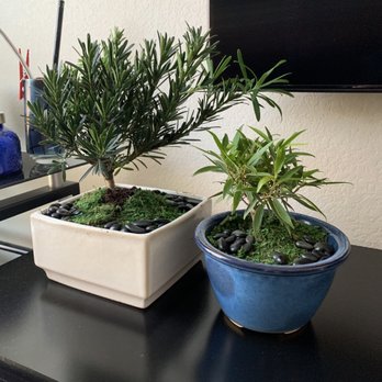 The Great Outdoors - Bonsai family - Nurseries & Gardening Near Me - Austin, Texas The Great Outdoors - Bonsai family - Nurseries & Gardening Near Me - Austin, Texas