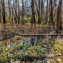 McAlpine Creek & Four Mile Creek Greenway - McAlpine Creek Greenway