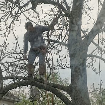 Julio Gomez Tree Service - Tree Services Near Me Julio Gomez Tree Service - Tree Services Near Me